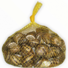 lumache helix aspersa muller