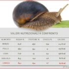 Helix Aspersa Muller 1kg - immagine 6