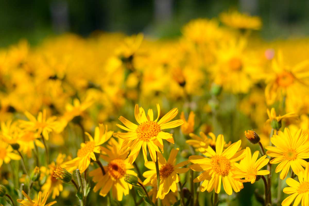 arnica