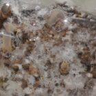 estrazione bava di lumaca ozosnails